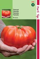 HT Tomaat Brutus - Hortitops