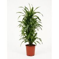 Dracaena lemon lime multi S kamerplant - thumbnail