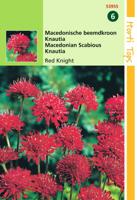Knautia macedonica Red Knight - Hortitops