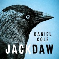 Jackdaw - thumbnail