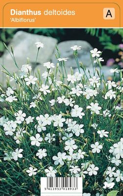 Vips Dianthus deltoides Albiflorus - Steenanjer