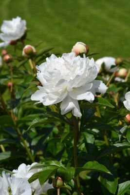Witte pioenroos