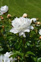 Witte pioenroos