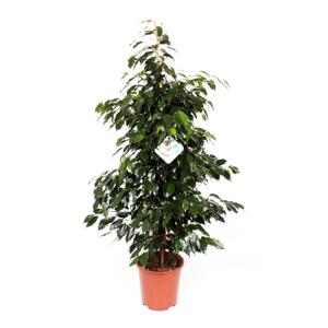 Ficus Danielle P 27 cm