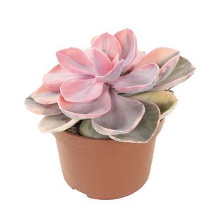 Echeveria Rainbow - P11