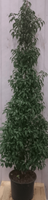 Prunus Angustifolia 180 cm - Warentuin Natuurlijk