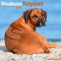 Rhodesian Ridgeback Kalender 2026