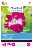 Flowering climbers ipomoea dubbel rose - Buzzy