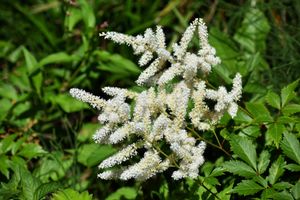 Spirea