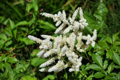 Spirea