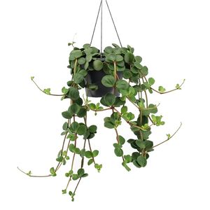 Peperomia Tetraphylla &apos;Hope&apos; P 14 cm