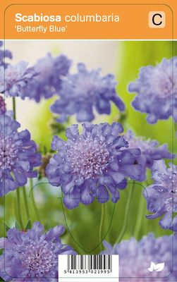 Vips Scabiosa columbaria Butterfly Blue - Duifkruid