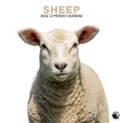 Schapen Kalender 2026