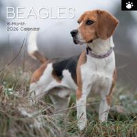 Beagle Kalender 2026