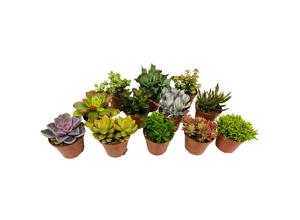 Mini Succulenten - mix van 12