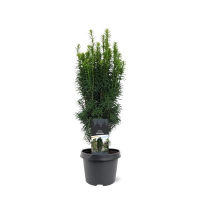 Taxus baccata Fastigiata 40-50 cm Conifeer - Warentuin natuurlijk