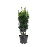 Taxus baccata Fastigiata 40-50 cm Conifeer - Warentuin natuurlijk