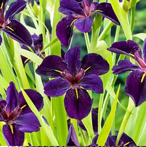 Zwarte lis / Iris black 'Gamecock'