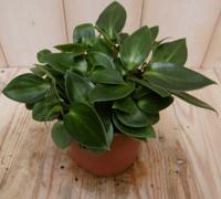 2 stuks! Kamerplant Sicilie Silhouette Peperomia Smaragd - Warentuin natuurlijk