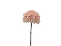 Kunstbloem hortensia 66 cm, creme/roze - Buitengewoon de boet