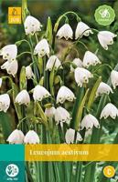 Leucojum aestivum 8 bollen - Jub