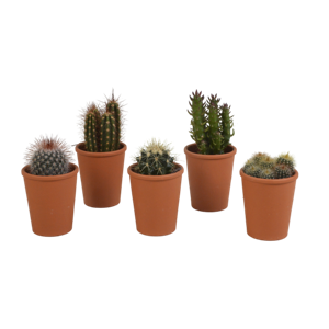 Cactus mix 5.5 cm - 5x - in terracotta pot
