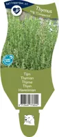 Thymus vulgaris compactus (Tijm) - thumbnail