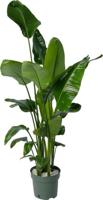 Strelitzia Nicolai (5 stekken) Potmaat 30 H150-175 kamerplant Beautanic Lifestyle - Beautanic lifestyle