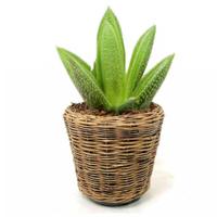 Planten/bloemen mand - rond - rotan - gevlochten riet - D39 x H36 cm - drypot Planten/bloemen mand - rond - rotan - gevlochten riet - D39 x H36 cm - drypot