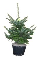 Kerstboom Warentuin Abies Fraseri 40 - 60 cm in pot Warentuin Natuurlijk - Warentuin natuurlijk
