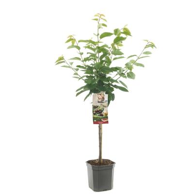 Kersenboom Prunus avium Kordia
