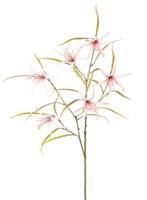 Lelie Spider Lycorisspinlelie vertakt met 6 bloemen & 24 blaadjes 94 cm - Top art