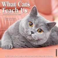 What Cats Teach Us Kalender 2026