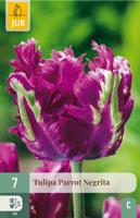 Tulp parrot negrita 7 bollen