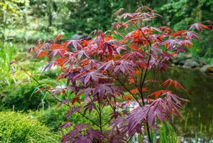 Japanse esdoorn op stam