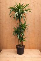 Drakenbloedboom Dracaena Fragrans Jade Jewel/Groen-wit H140-160 cm potmaat 27 cm 4 stammen kamerplant Warentuin Natuurlijk - Warentuin natuurlijk
