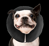 Zenpet Procollar M