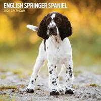Engelse Springer Spaniel Kalender 2026