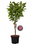 Magnolia Susan