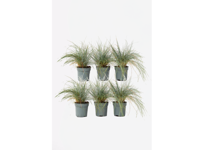 Festuca 'blauw zwenkgras' - set van 6