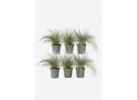 Festuca 'blauw zwenkgras' - set van 6 Festuca 'blauw zwenkgras' - set van 6