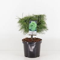 Pinus strobus tiny kurls - Warentuin natuurlijk