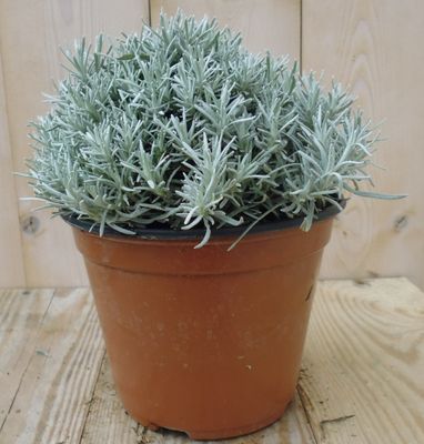 Kerrieplant - Warentuin natuurlijk