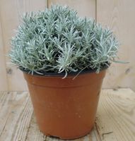 Kerrieplant - Warentuin natuurlijk