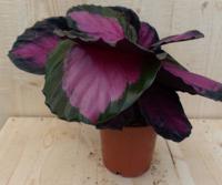 Calathea Crimson Pauwenplant Klein - Warentuin natuurlijk