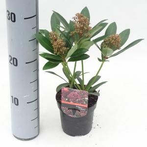 Skimmia (Skimmia Japonica “Rubesta”®) heester - 15-20 cm (P9.5) - 18 stuks