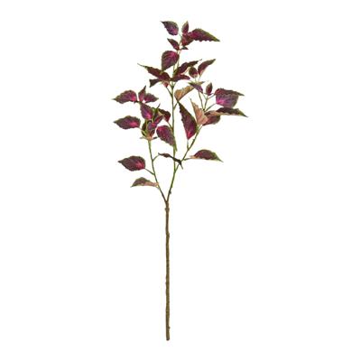 Coleus Tak 80cm Paars/rose