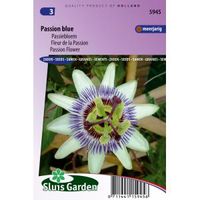 Passiebloem bloemzaden – Passion Blue - thumbnail
