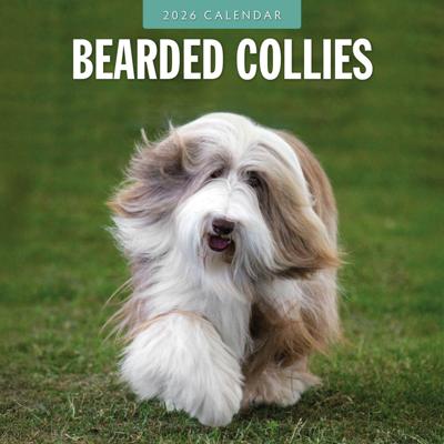 Bearded Collie Kalender 2026
