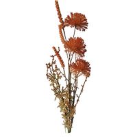 Allium 60cm roodbruin - Buitengewoon de Boet - thumbnail